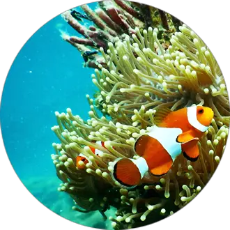 Crystal Clear Oceans Filled with Marine Life