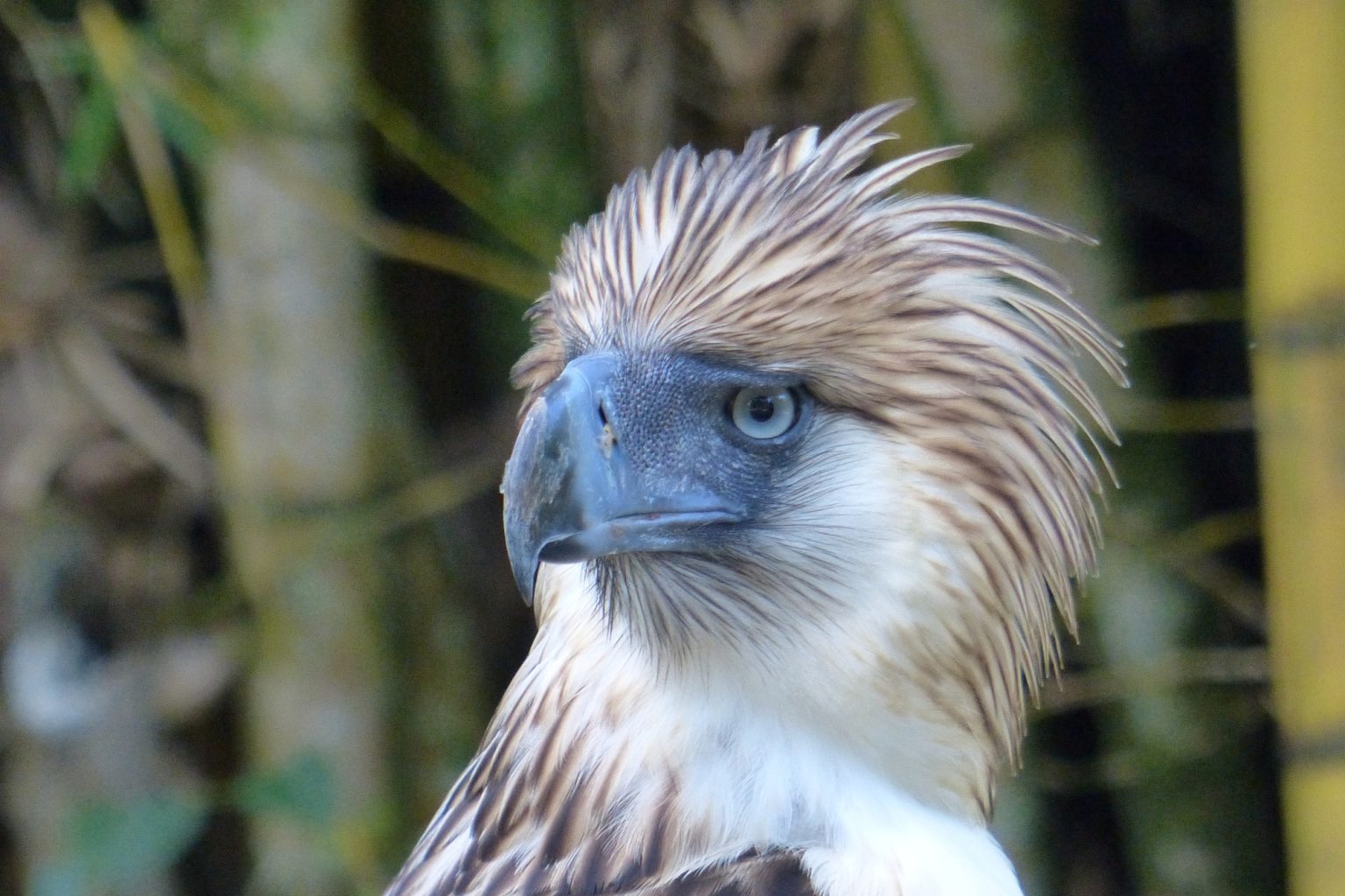 The Philippine Eagle a treasured national emblem Fun In The Philippines