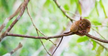 Philippine Tarsier