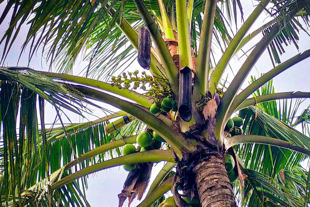 Tuba a popular traditional beverage in the Philippines Fun In The