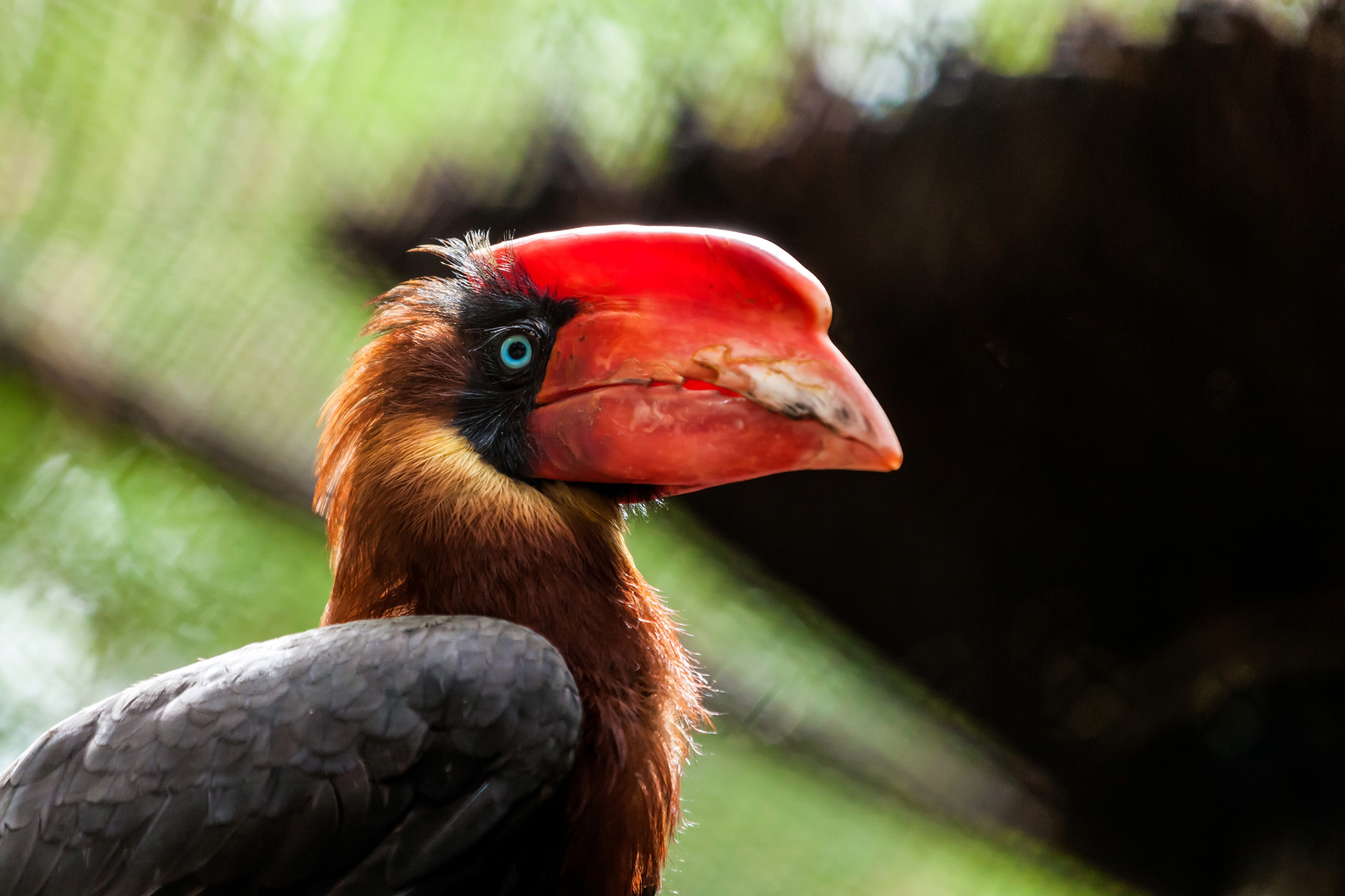 Rufous Hornbill, Philippine Hornbill or Kalaw - Fun In The Philippines