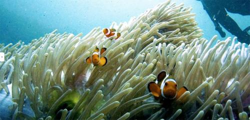 Marine Life in Apo Reef Natural Park