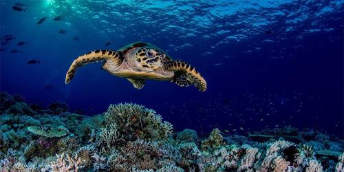 Marine Life in Apo Reef Natural Park