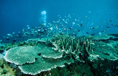 Marine Life in Balicasag Island