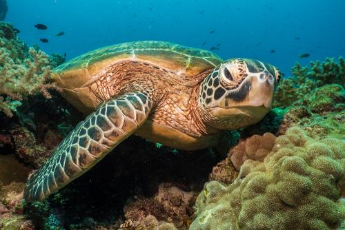 Sea Turtle in Balicasag Island