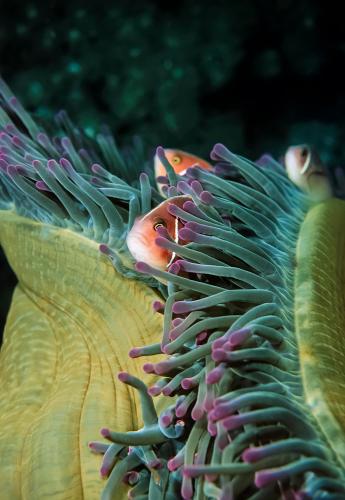 Marine Life in Balicasag Island