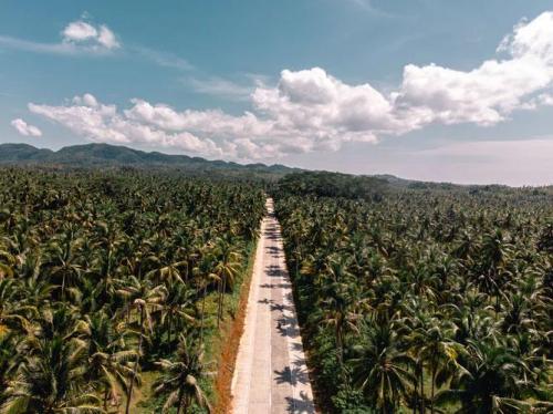 Palm Road in Siargao