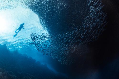 Sardine Run in Moalboal, Cebu