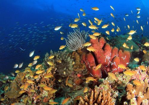 Coral Reel in Moalboal, Cebu