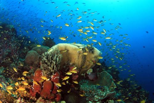 Coral Reef in Moalboal, Cebu