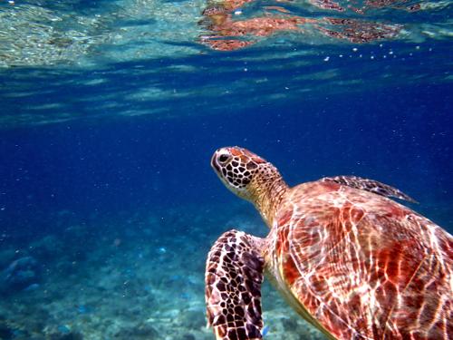 Sea Turtle in Moalboal, Cebu