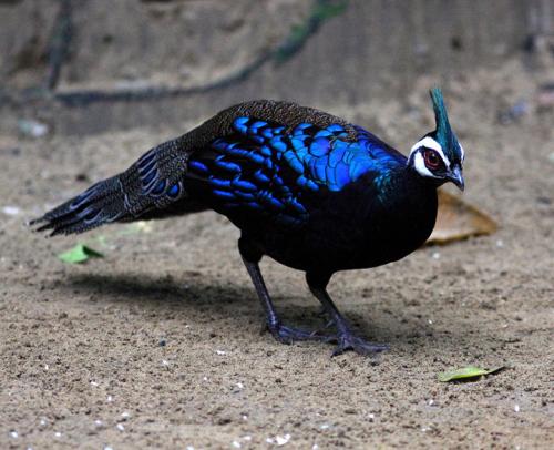 Male Palawan Peacock