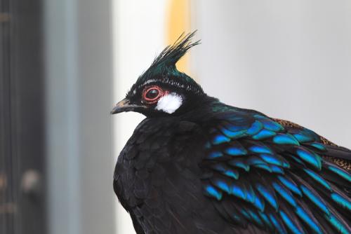 Male Palawan Peacock Closeup