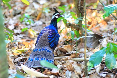 Palawan Peacock