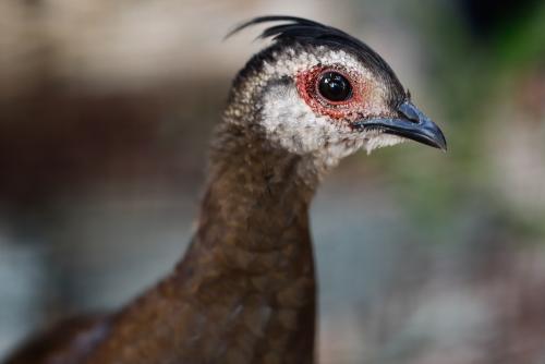 Female Palawan Peacock Closeup