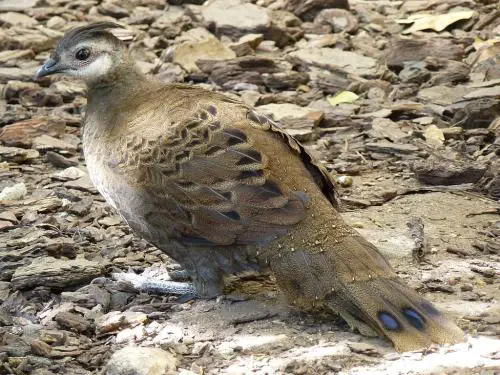 Female Palawan Peacock