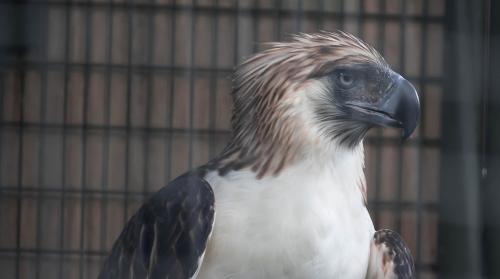 The Philippine Eagle