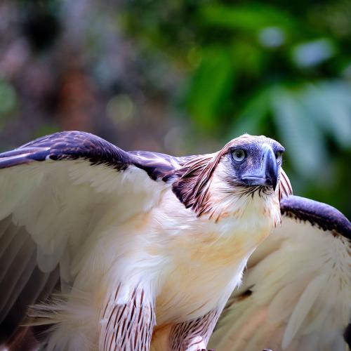 The Philippine Eagle