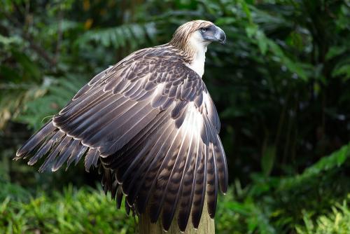 The Philippine Eagle