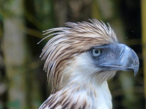 The Philippine Eagle