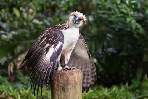 The Philippine Eagle