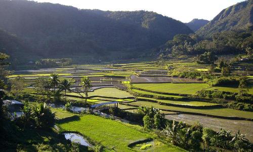 Rice Fields