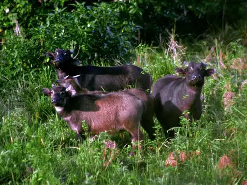 The Tamaraw