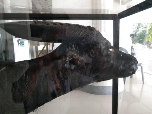 The Tamaraw Taxidermy in Occidental Mindoro Provincial Capitol