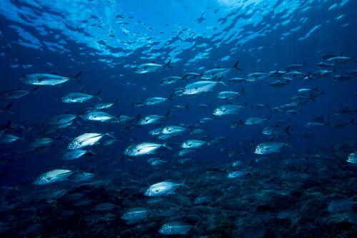 Bluefin Trevally Caranx melampygus Tubbataha Reef