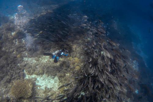 Diver and  big school of jack fish in Tubbataha Reefs Natural Park