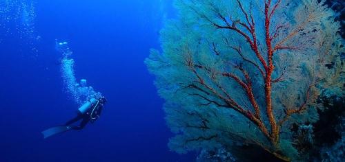 Tubbataha Reefs Natural Park