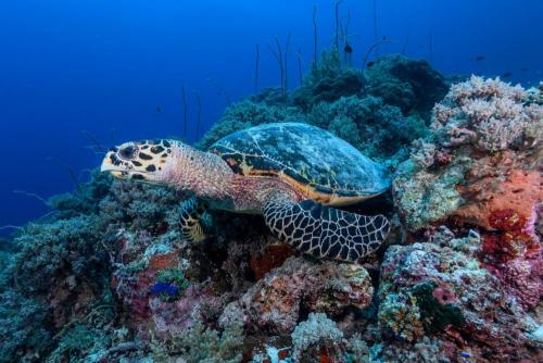 Hawksbill Turtle in Tubbataha Reefs Natural Park